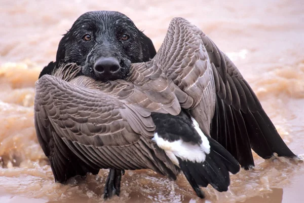 Black Labrador Retrieving Canada Goose — Stock fotografie