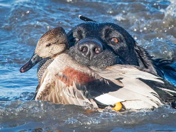 Black Lab Retriever Recuperando Dragón Gadwall —  Fotos de Stock