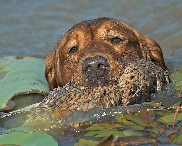 Zlatý Retrívr Plave Vytaženou Kachnou Mallard — Stock fotografie