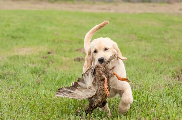 Golden Retriever Puppy Retrieving 004 — Stock Photo, Image