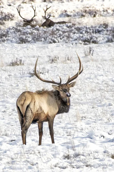 Bull Elk Snow Jackson Wyoming — Stockfoto