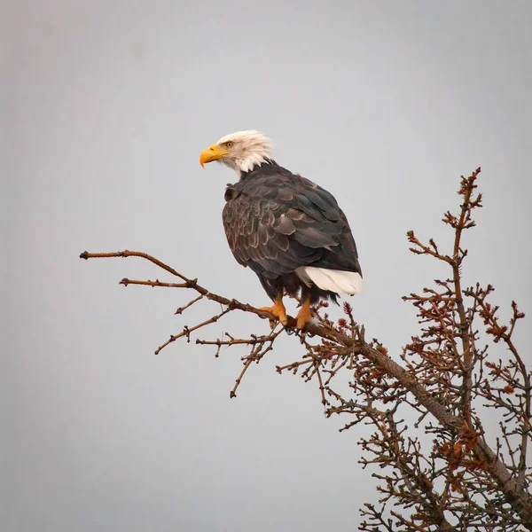 Gammal Skallig Örn Uppflugen Trädgrenen Vid Lake Clark Alaska — Stockfoto