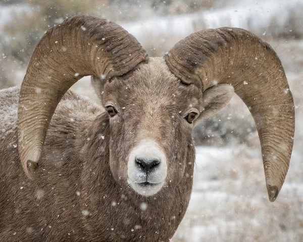 Ovelhas Chifre Grande Queda Neve Perto Jackson Wyoming — Fotografia de Stock