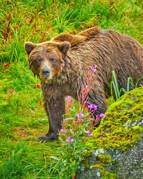 Coastal Brown Bear Walking Trail Lake Clark Alaska —  Fotos de Stock
