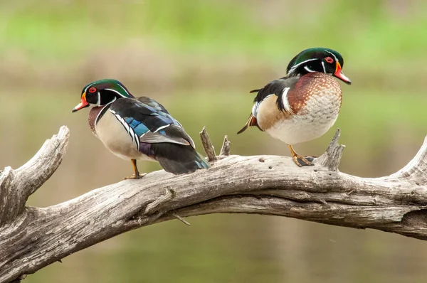 Two Wood Duck Drakes Perched Dead Tree Branch — Stock Photo, Image