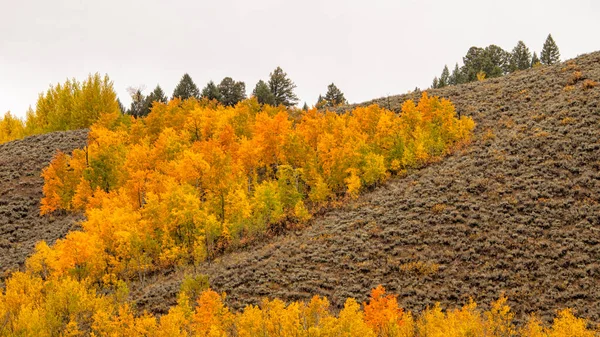 Aspens Hillside Oxbow Bend Grand Teton National Park Wyoming — Fotografia de Stock