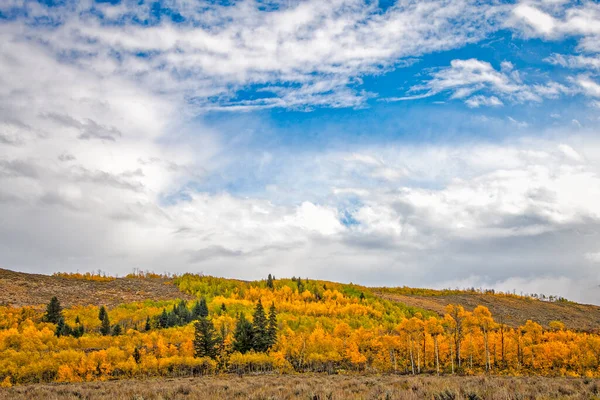 Golden Aspens Line Uma Encosta Wyoming Por Baixo Céu Azul — Fotografia de Stock