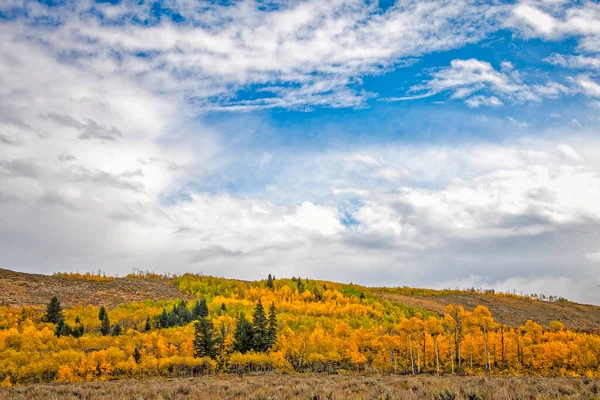 Golden Aspens Line Hillside Wyoming Partly Cloudy Blue Sky Stock Picture