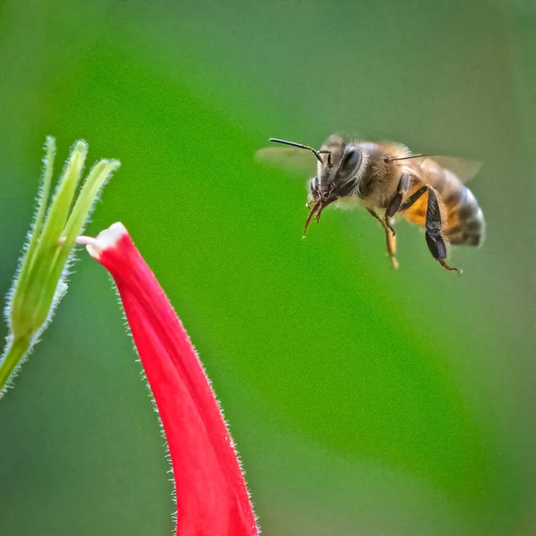 Honungsbin Flyger Mot Salvia Bloom — Stockfoto