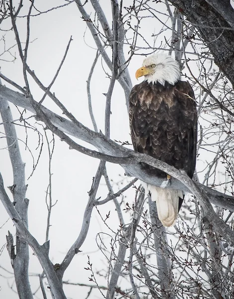 Mogen Skallig Örn Sitter Och Tittar Grand Teton National Park — Stockfoto