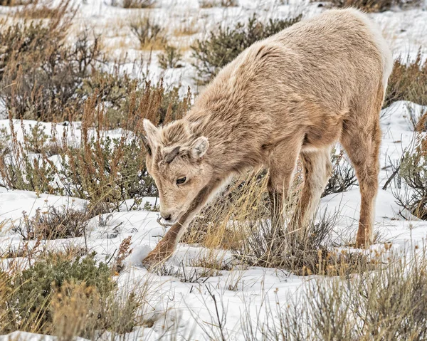 Νέοι Bighorn Πρόβατα Σίτιση Στο Χιόνι Κοντά Στο Τζάκσον Γουαϊόμινγκ — Φωτογραφία Αρχείου