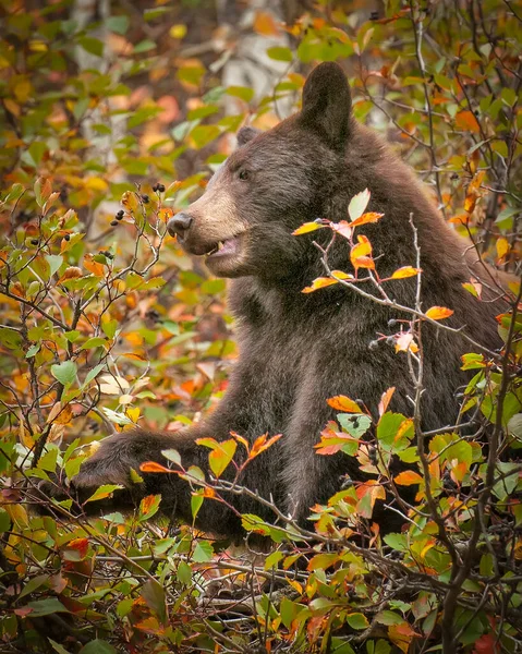 Bruine Snavel Die Zich Voedt Met Bosbessen — Stockfoto