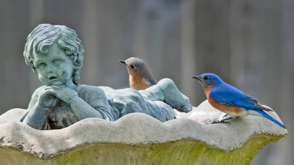 Par Masculino Feminino Bluebird Oriental Sentar Nas Bordas Banho Pássaro — Fotografia de Stock