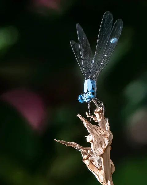 Blue Dragonfly Perches Dead Plant Stalk Backyard Flower Garden — Stock Photo, Image