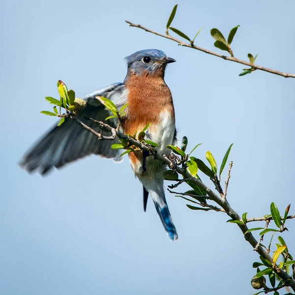 Ein Männlicher Eastern Bluebird Balanciert Auf Einem Ast Einer Hinterhof — Stockfoto
