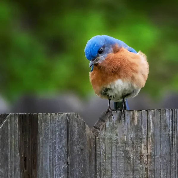 Macho Colorido Oriental Bluebird Poleiros Uma Cerca Madeira Quintal — Fotografia de Stock