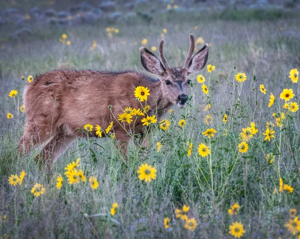 Joven Ciervo Mula Con Cuernos Aún Cubiertos Terciopelo Puesto Flores —  Fotos de Stock