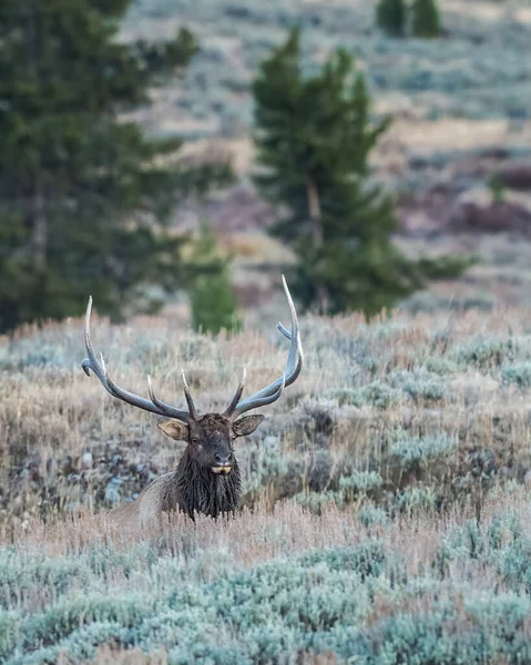 Alces Toro Miran Prado Yellowstone —  Fotos de Stock