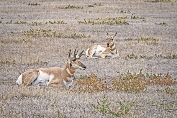 Pronghorn Paar Ruht Auf Einer Wiese Der Nähe Von Gardiner — Stockfoto