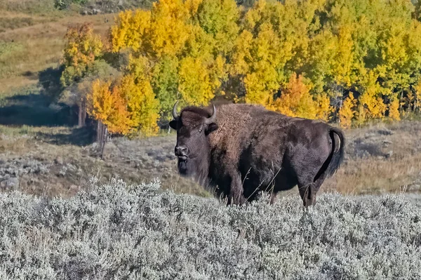 Búfalo Solitario Levanta Sobre Fondo Color Otoñal Lamar Valley Yellowstone —  Fotos de Stock