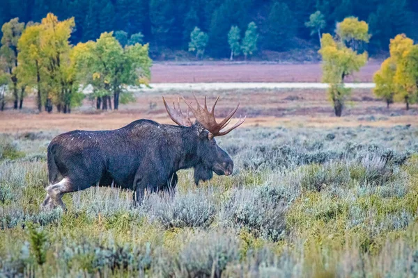 Bull Moose Caminando Por Campo Grand Teton —  Fotos de Stock