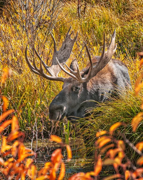 Alce Macho Navega Longo Estrada Moose Wilson Grand Teton National — Fotografia de Stock