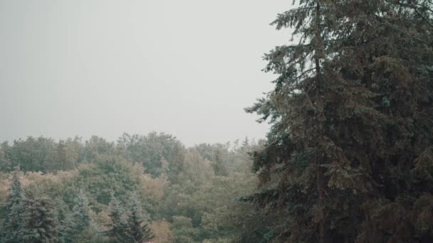 Ağaç taçları. Yağmurlu sonbahar havası. — Stok video