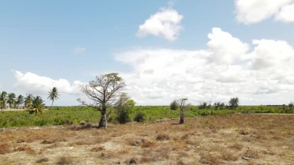 Drone Flight Car Car Rental Zanzibar Island Baobab Island Zanzibar — Stock Video