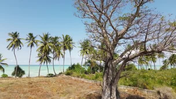 Drone Vlucht Achter Auto Autoverhuur Zanzibar Island Baobab Het Eiland — Stockvideo