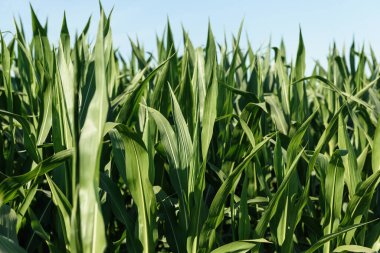 Böcek ilacı sıktıktan sonra tarlada mısır. Mısır yaprakları üzerinde damlacıklar. Gökyüzü arkaplanındaki alanda mısır