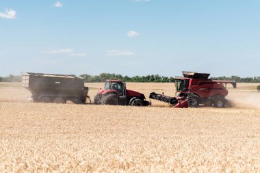 Combines harvest grain in the field, fence view. Red harvesters harvest wheat.