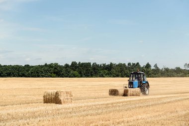 The tractor collects bales in the collected field. Blue tractor collects straw on a background of forest and sky.