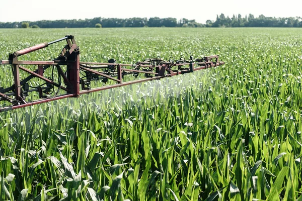 Self-propelled sprayer sprays pesticides on green corn on the field close up. Pesticide sprayer. The tractor sprays the grass with pesticides.