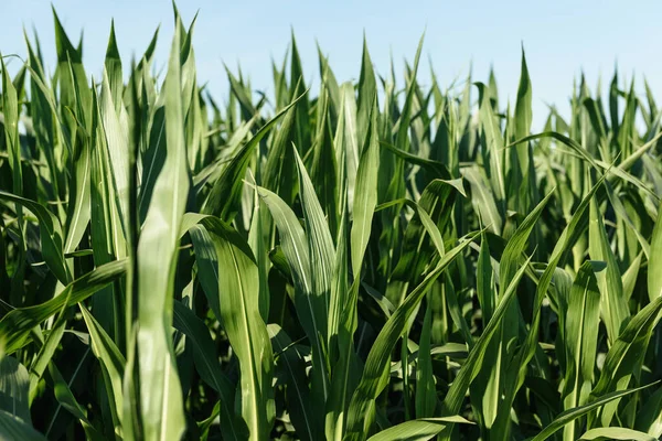 Böcek ilacı sıktıktan sonra tarlada mısır. Mısır yaprakları üzerinde damlacıklar. Gökyüzü arkaplanındaki alanda mısır