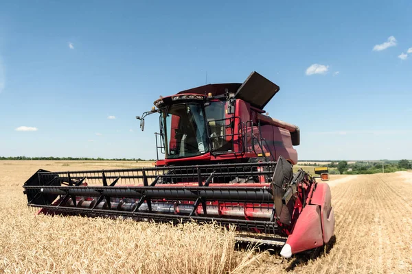 The combine harvests ripe wheat in the field. Red combine harvester on the field. Side view