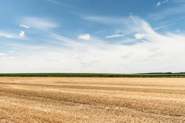 Большое Желтое Поле После Сбора Урожая Косил Пшеничные Поля Красивым Стоковое Фото