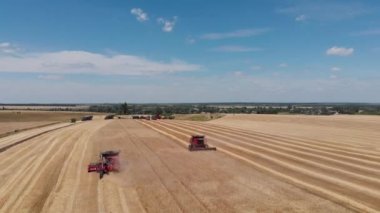 Hasat makinası tarlada tahıl topluyor, drone görüşü. Hasat makinesini birleştirin. Tarım tarlasında hasat makinesiyle buğday hasat etmek, yukarıdan seyretmek..