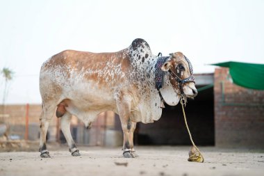 Güzel inek ya da bufalo bayram ziyafeti için pazarda satışta.