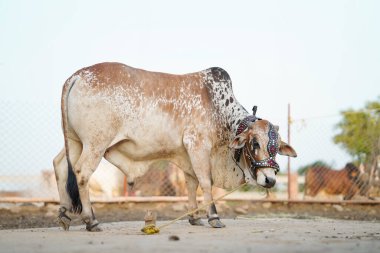Güzel inek ya da bufalo bayram ziyafeti için pazarda satışta.