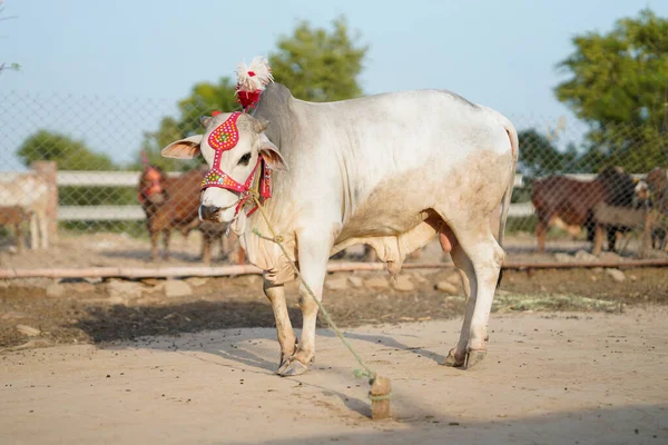 Piękna Krowa Lub Bawół Jest Sprzedaż Rynku Poświęcenia Eid — Zdjęcie stockowe