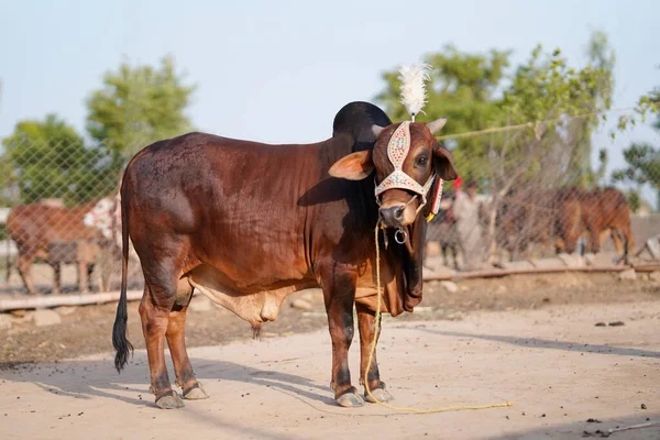 Hermosa Vaca Búfalo Está Venta Mercado Para Fiesta Sacrificio Eid — Foto de Stock
