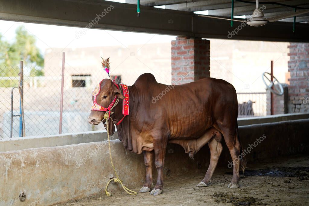 Beautiful cow or buffalo is standing for sale in the market for the sacrifice feast of Eid