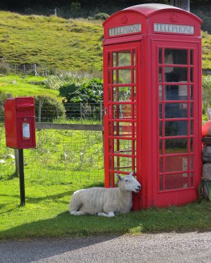 Sheep waiting for a phone call in Scottish Highlands clipart