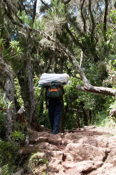 Porter i skogen kilimanjaro — Stockfoto