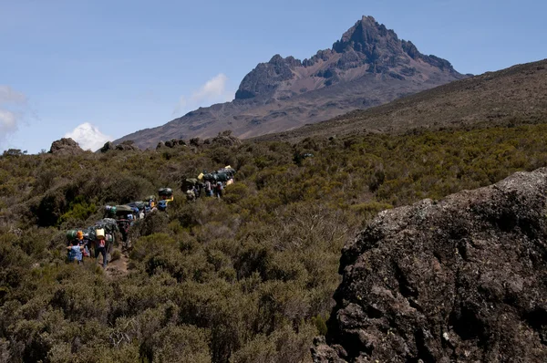 Porters in moorland, Mawenzi, Kilimanjaro — Stock Photo, Image