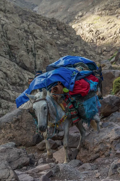 Donkey descending from Refuge du Toubkal — Stock Photo, Image