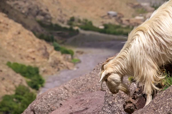 A white mountain goat near Toubkal — Stock Photo, Image