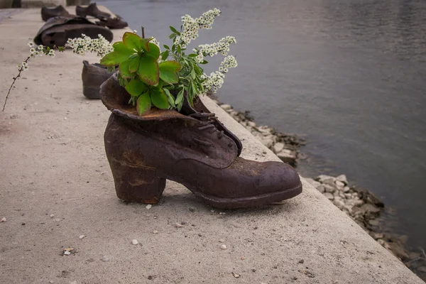 靴の白い花 — ストック写真