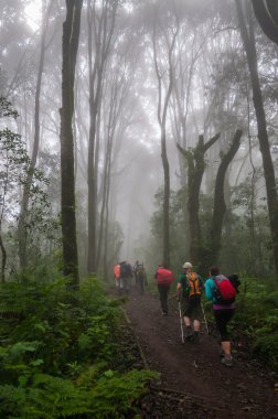 Trekking through Rain Foreest on Kilimanjaro clipart