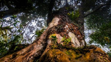 Yağmur ormanlarında, Kilimanjaro büyük ağaç